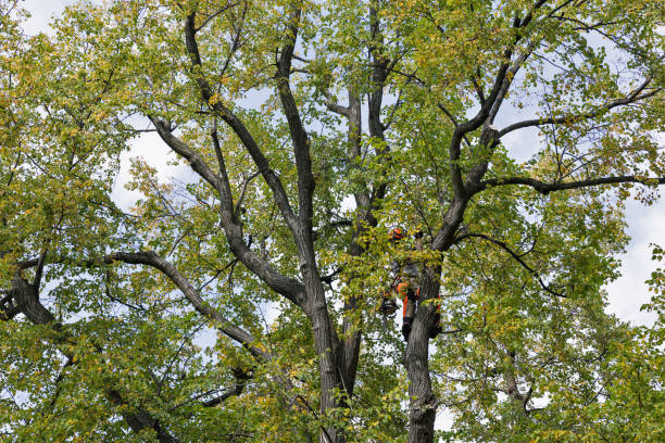 Best Hazardous Tree Removal  in Marion, KS